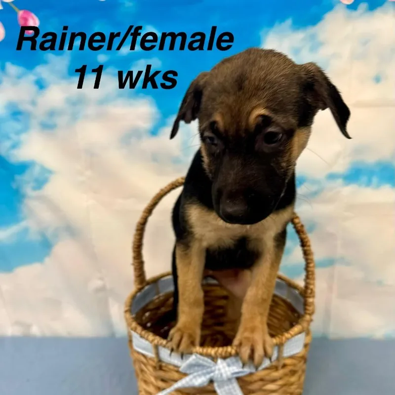Rainer