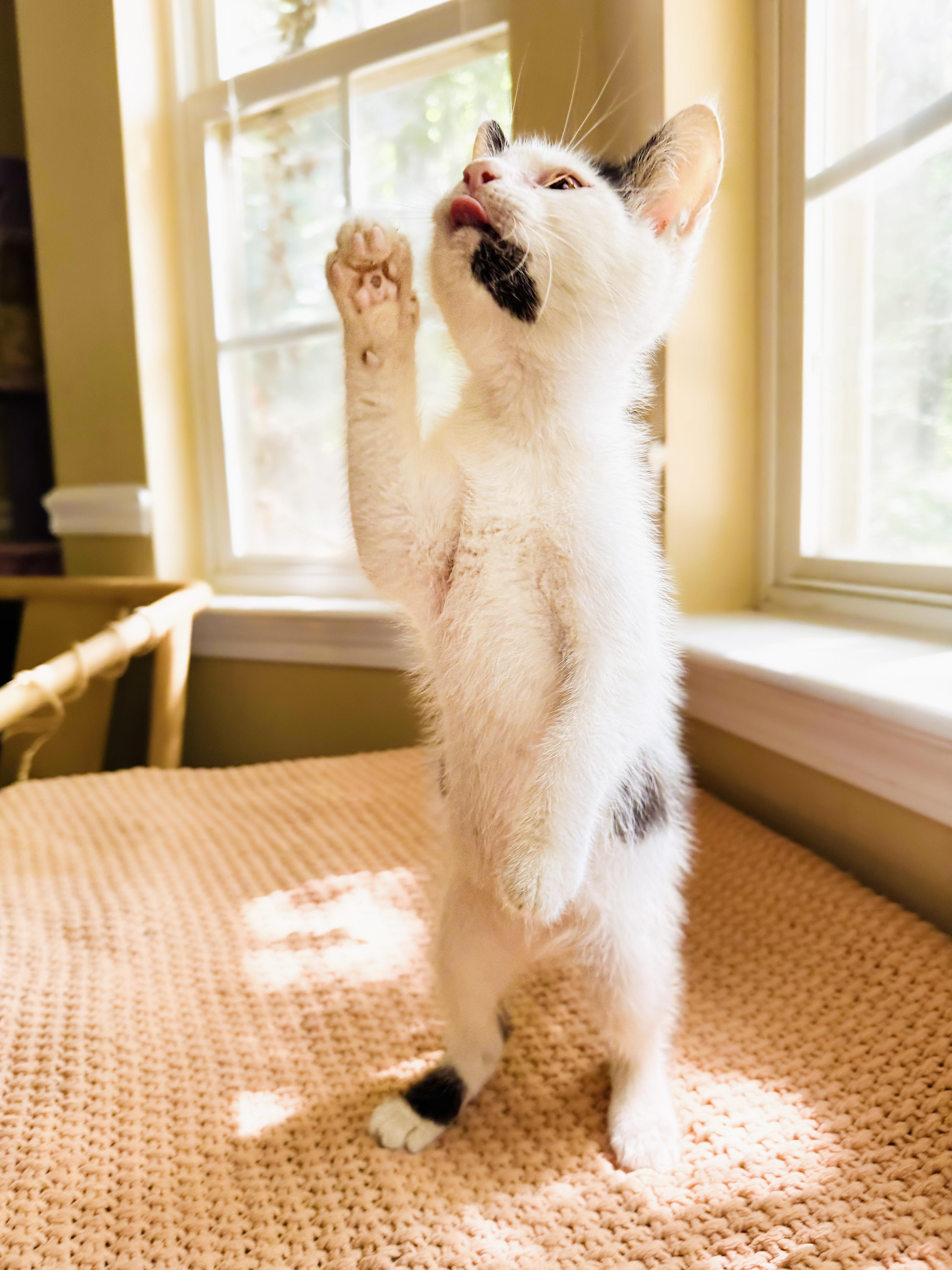 A baby medium-sized male Black & White / Tuxedo Domestic Short Hair cat named Radicchio for adoption in Mooresville, NC