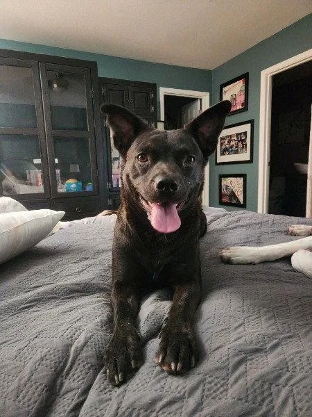 A young medium-sized female Australian Kelpie dog named Maggie for adoption in Chandler, AZ