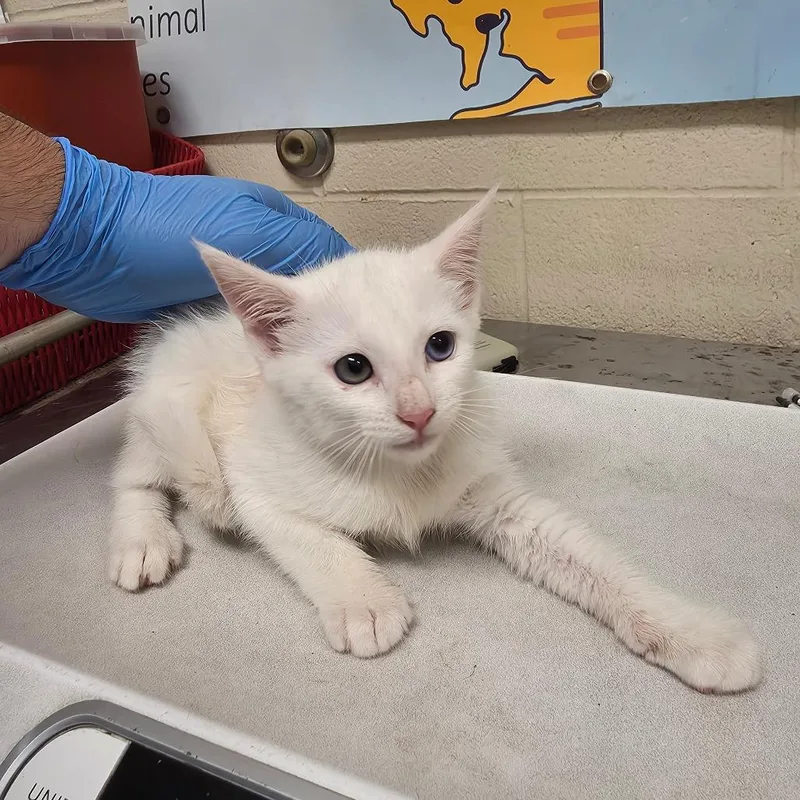 A baby small-sized female White Domestic Short Hair cat named Laverne for adoption in Milton, FL