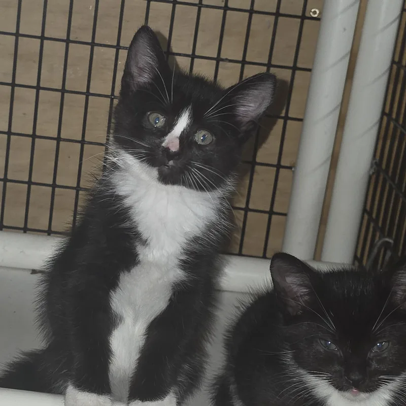 A baby medium-sized male Black Domestic Short Hair cat named Blaze for adoption in Johnson City, NY