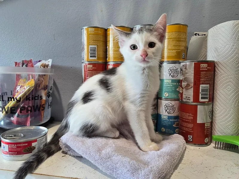 A baby medium-sized male Domestic Short Hair cat named W Moxi for adoption in Ashland, WI