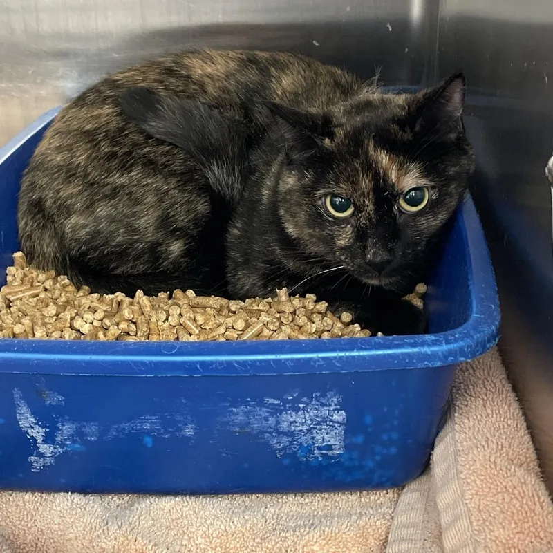 An adult small-sized female Tortoiseshell Domestic Short Hair cat named Nova for adoption in Port Charlotte, FL
