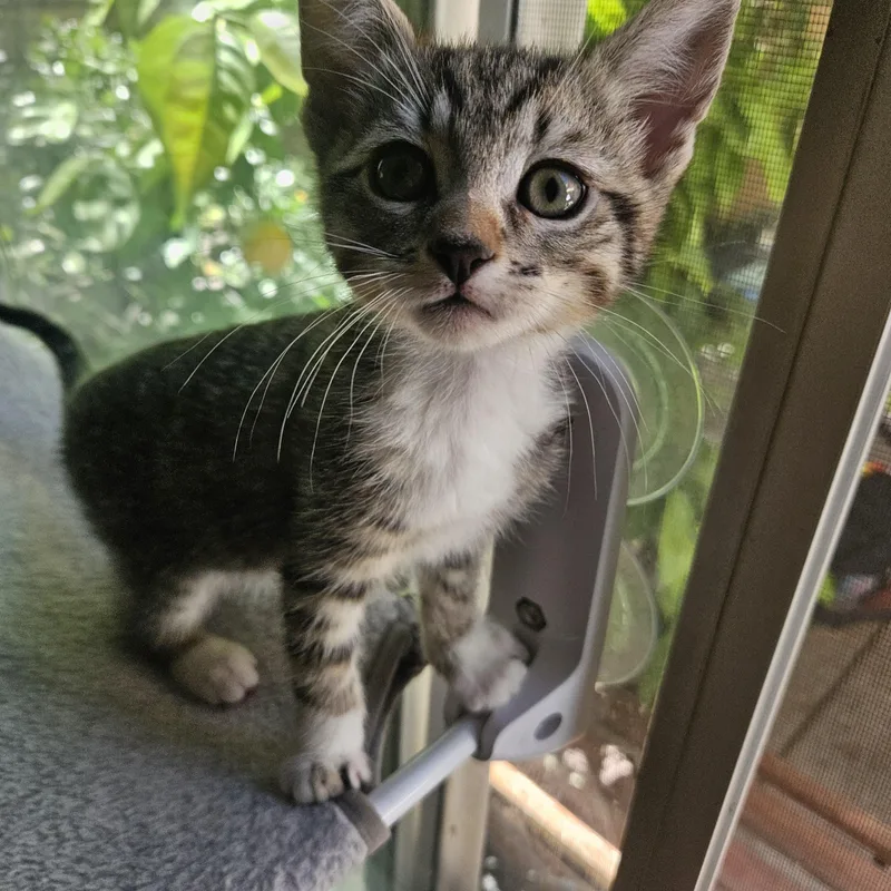 A baby medium-sized male Tabby cat named Taro for adoption in Los Angeles, CA