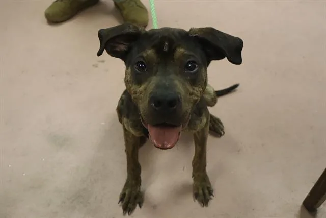 A young large-sized male Mixed Breed dog named Stanley for adoption in Columbia, SC