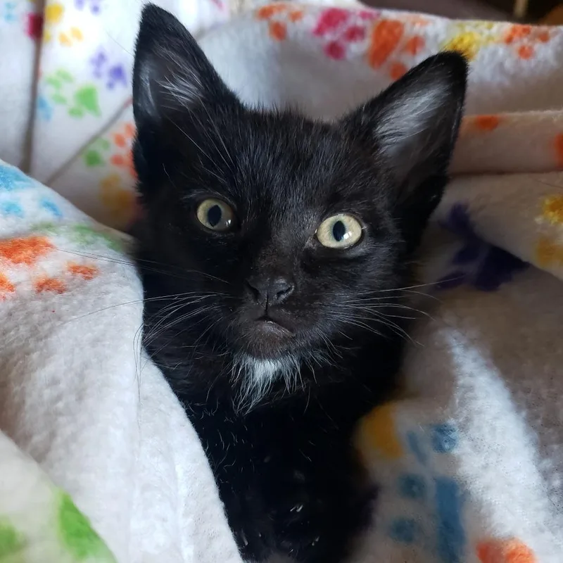 A baby small-sized male Black Domestic Short Hair cat named William Howard Tuft for adoption in Keizer, OR