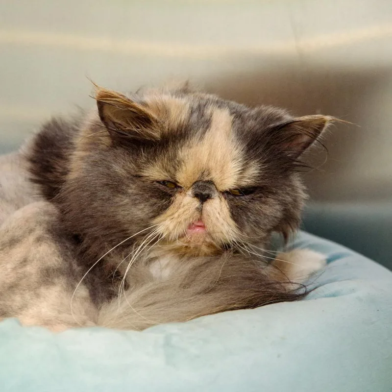 An adult medium-sized female Persian cat named Grouchy for adoption in Scituate, MA