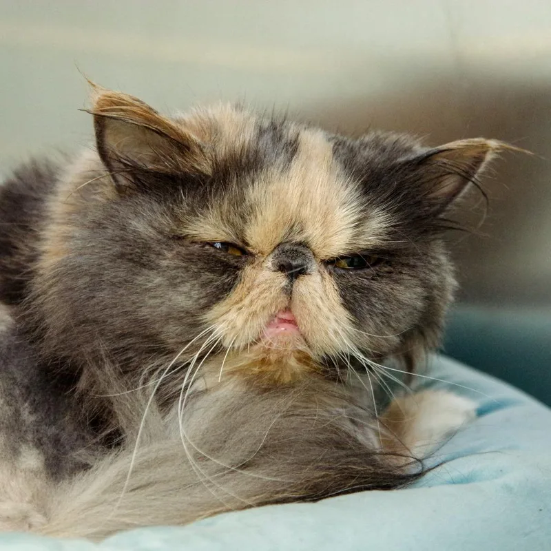 Grouchy thumbnail 3