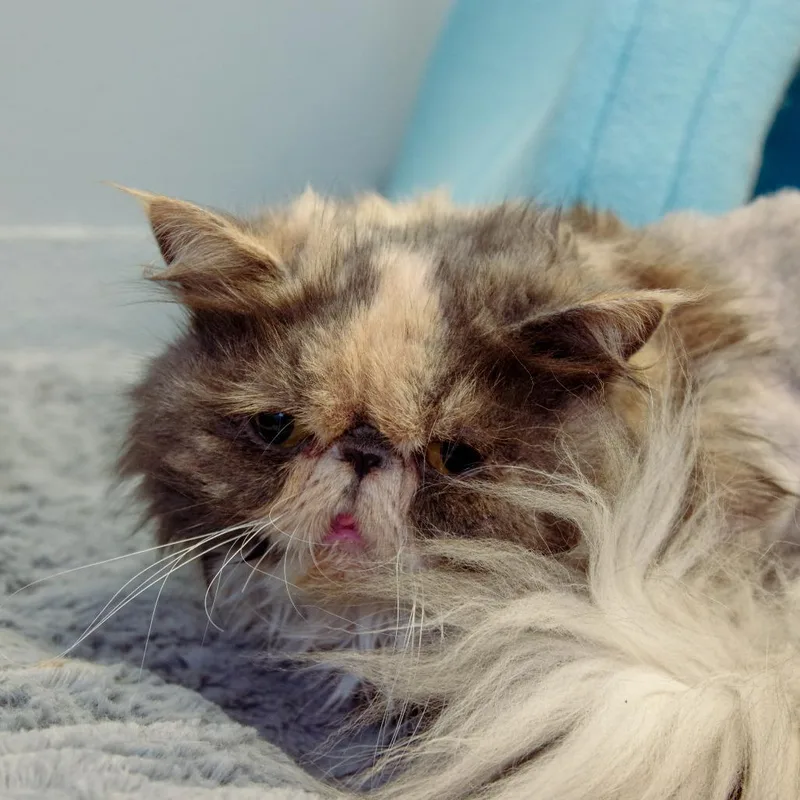 Grouchy thumbnail 4