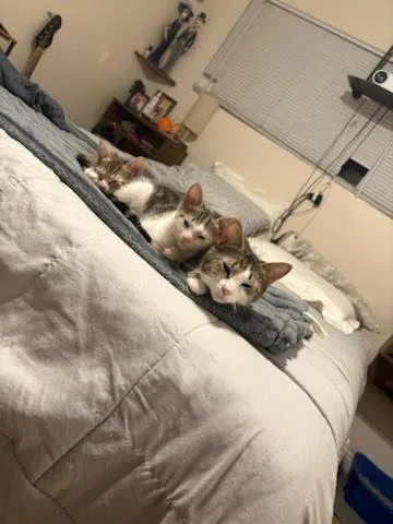 A baby medium-sized female Domestic Short Hair cat named June Carter for adoption in Los Angeles, CA