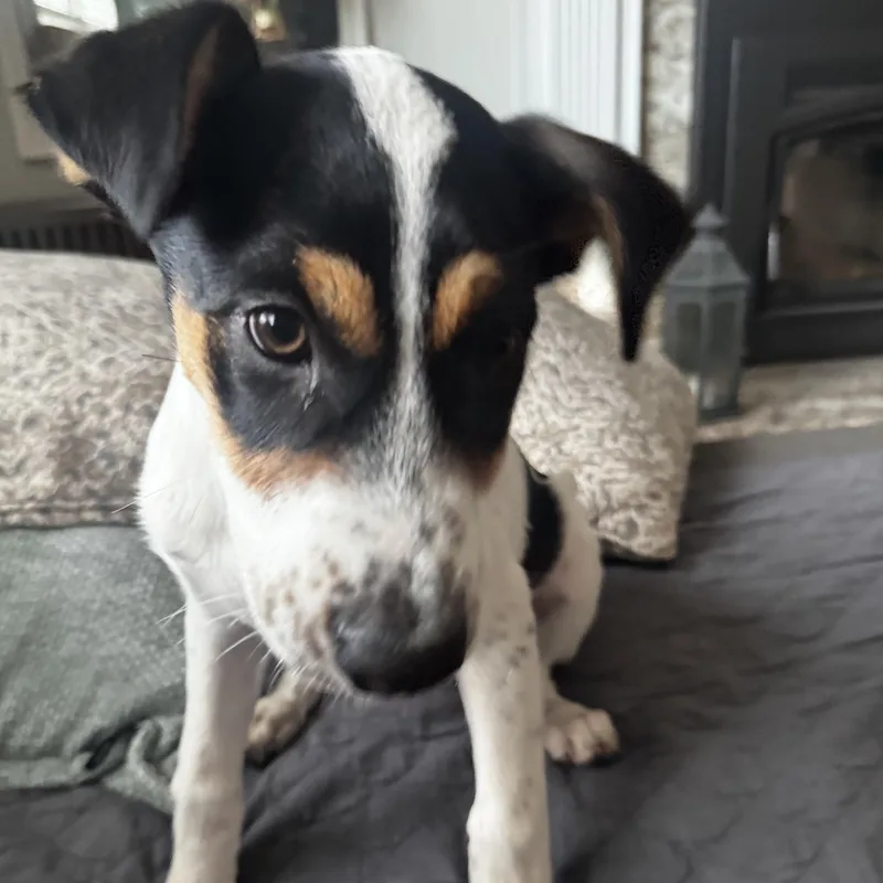 A baby medium-sized female Tricolor (Brown, Black, & White) Terrier dog named Lola for adoption in Guilford, CT
