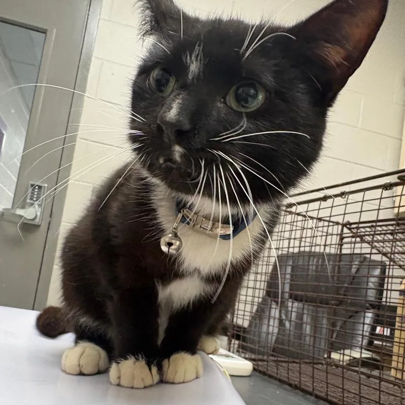 A young medium-sized male Black Domestic Short Hair cat named Buddy for adoption in Lufkin, TX