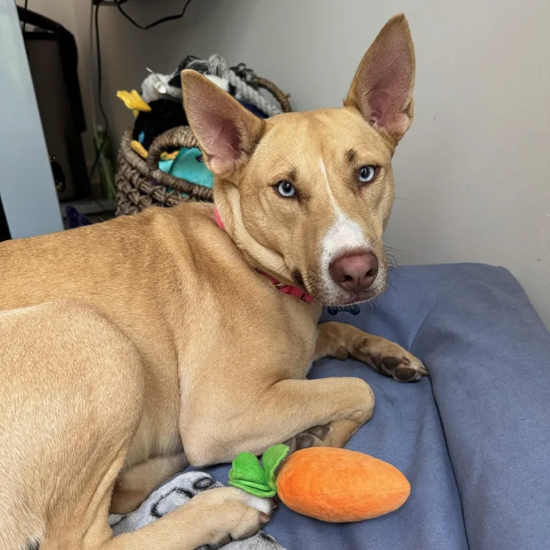 Honeycomb thumbnail 2