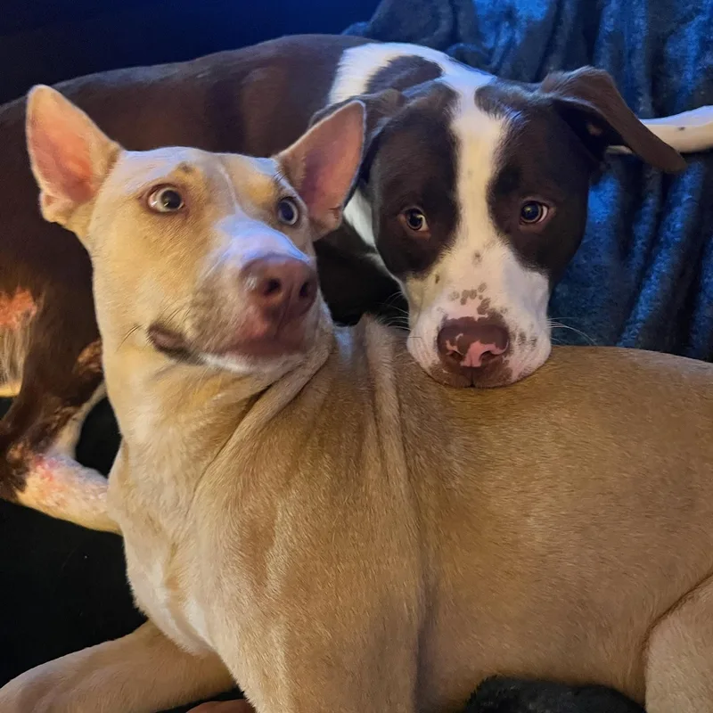 Honeycomb thumbnail 4