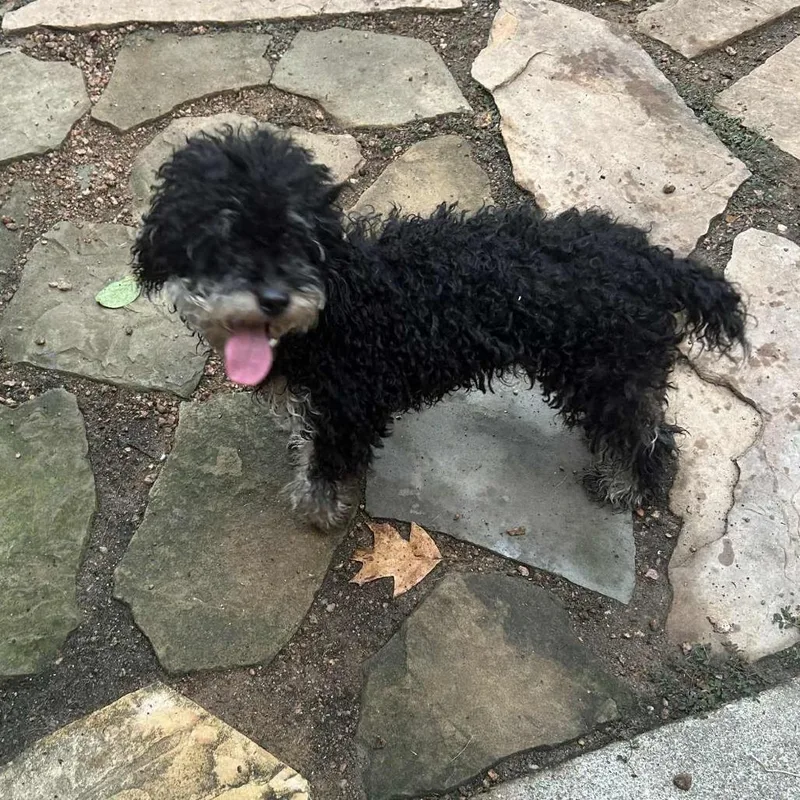 An adult small-sized male Black Miniature Poodle dog named Theodore Blitz for adoption in Houston, TX