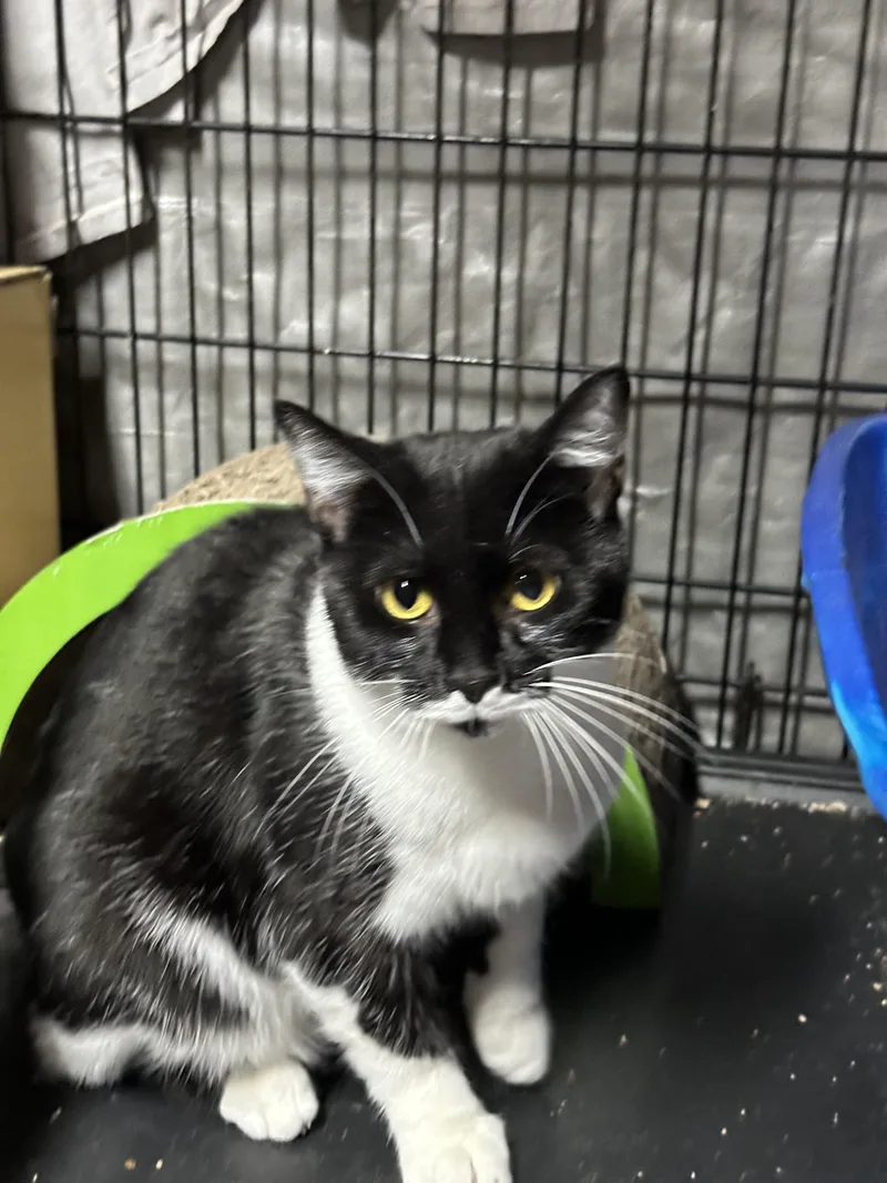 A young medium-sized female Domestic Medium Hair cat named Bunnie & Pippin for adoption in Soddy Daisy, TN
