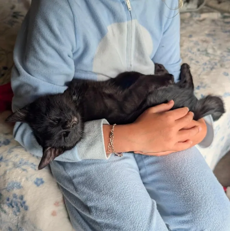 A baby small-sized male Black Domestic Short Hair cat named Gordo for adoption in Pittsburgh, PA