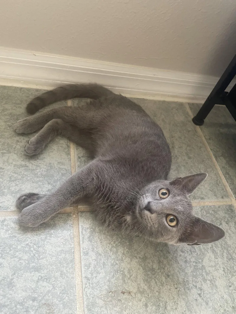A baby medium-sized male Gray / Blue / Silver Domestic Short Hair cat named Moo Deng for adoption in Orlando, FL