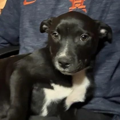 A young medium-sized female Black American Staffordshire Terrier dog named Stardust for adoption in Houston, TX