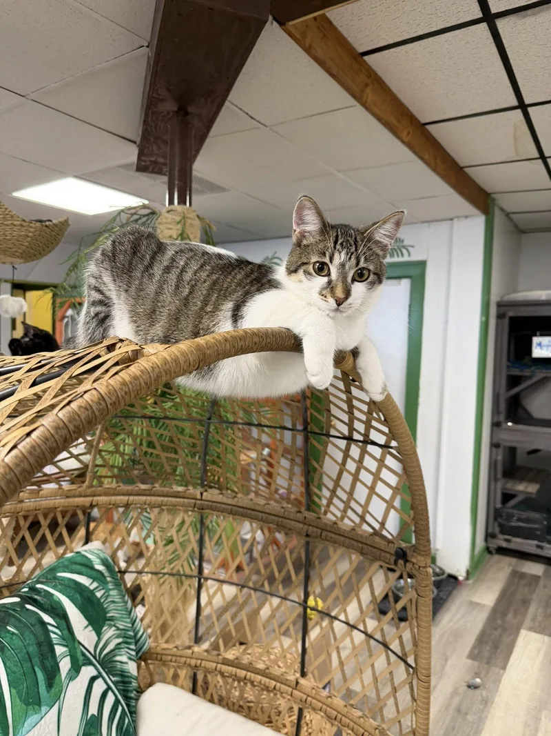 A young medium-sized female Domestic Short Hair cat named Bonnie for adoption in Erie, PA