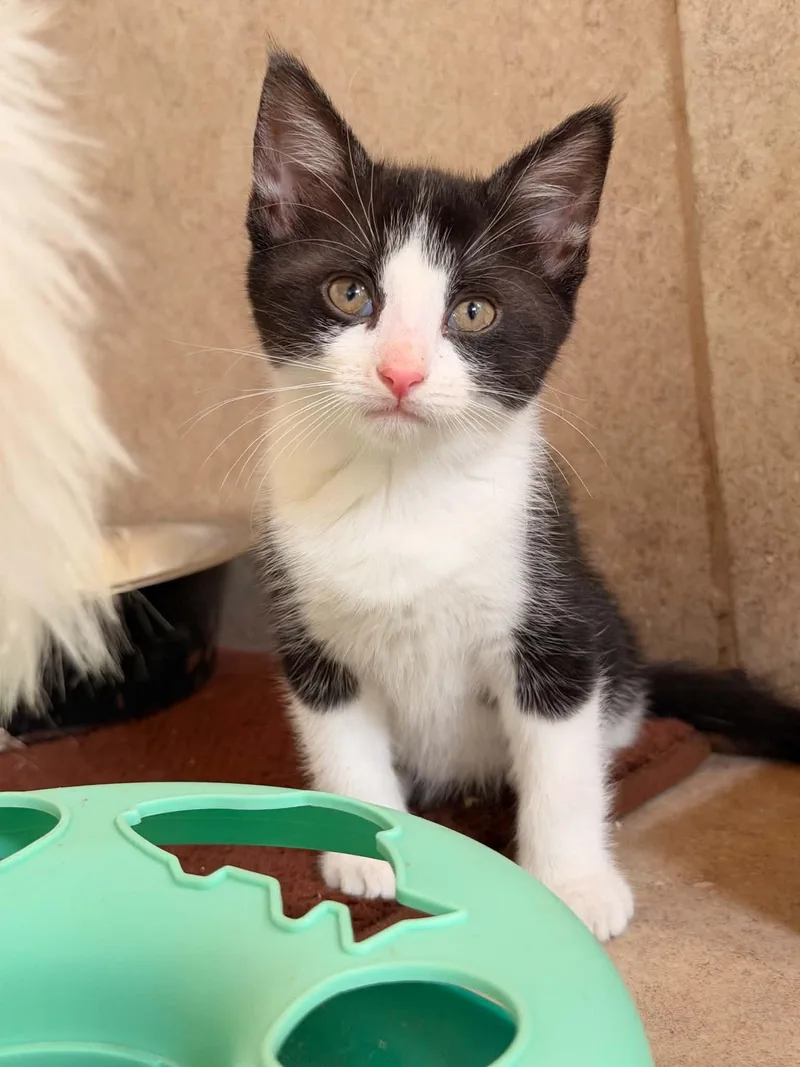 A baby medium-sized female White Domestic Short Hair cat named Lady for adoption in Mansfield, TX