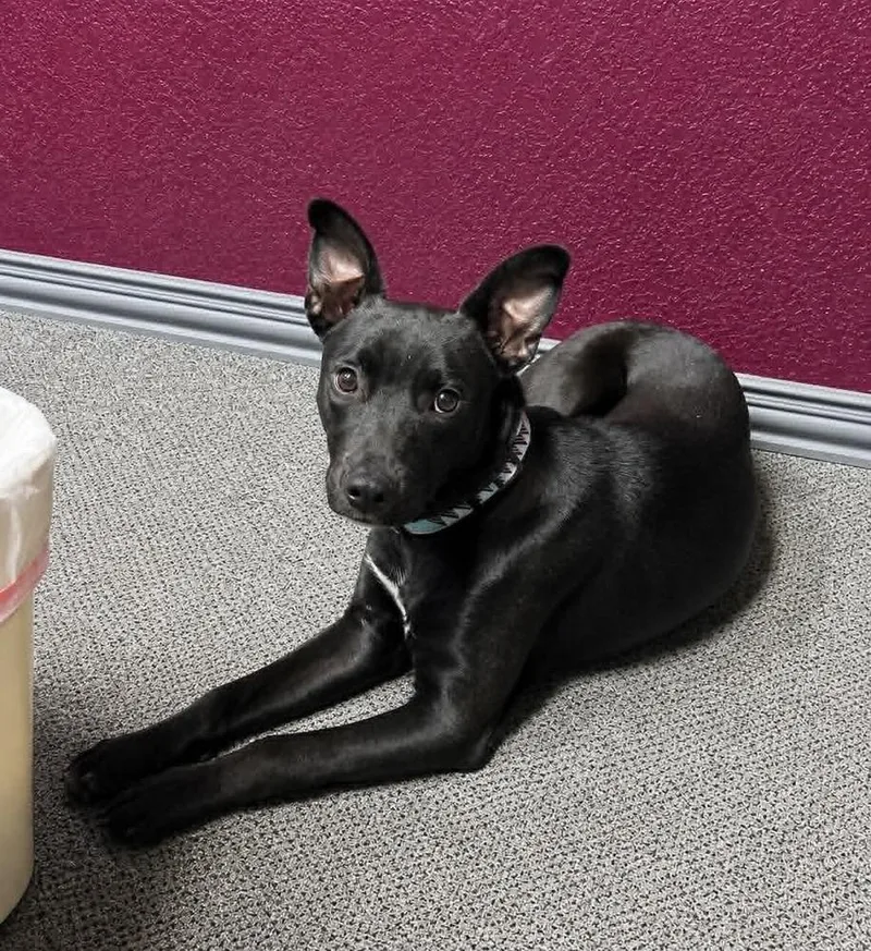 A young medium-sized female Tricolor (Brown, Black, & White) Shepherd dog named Willow for adoption in Boulder, CO