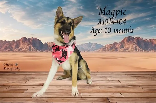 A young large-sized female German Shepherd Dog dog named Magpie for adoption in Thousand Palms, CA
