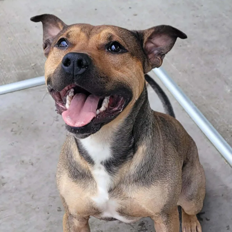 A young medium-sized male Sable Pit Bull Terrier dog named Harvey Very Handsome Boy for adoption in Meriden, CT