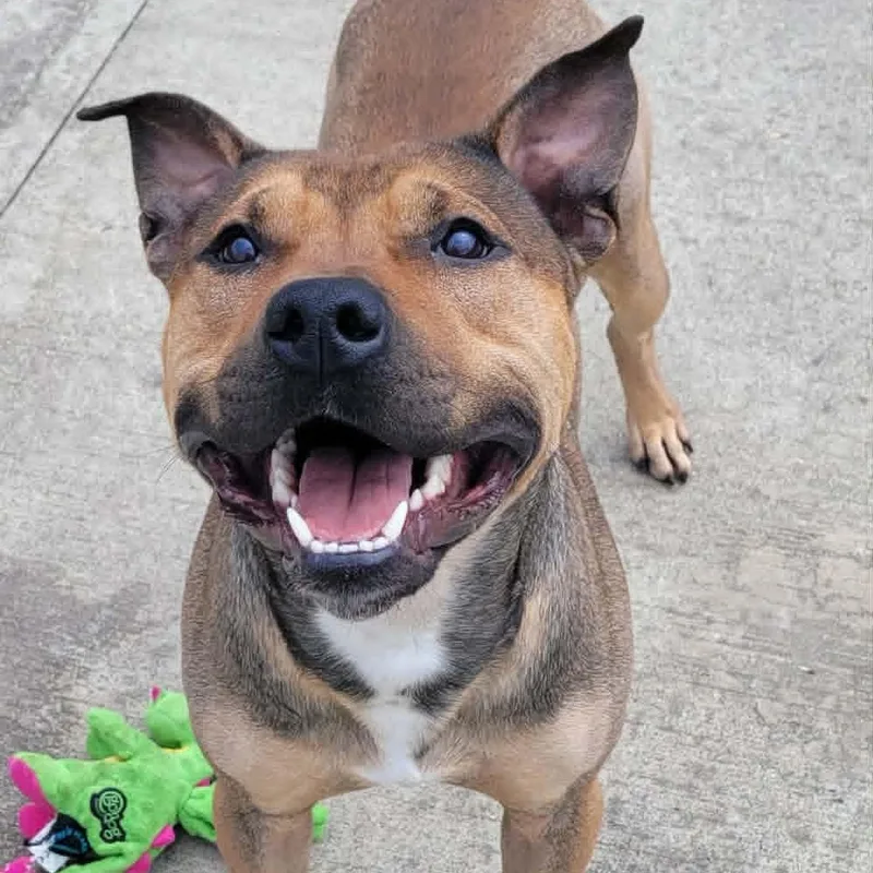 Harvey Very Handsome Boy thumbnail 2
