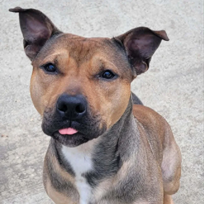 Harvey Very Handsome Boy thumbnail 3