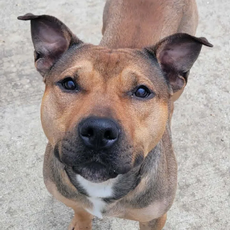 Harvey Very Handsome Boy thumbnail 4