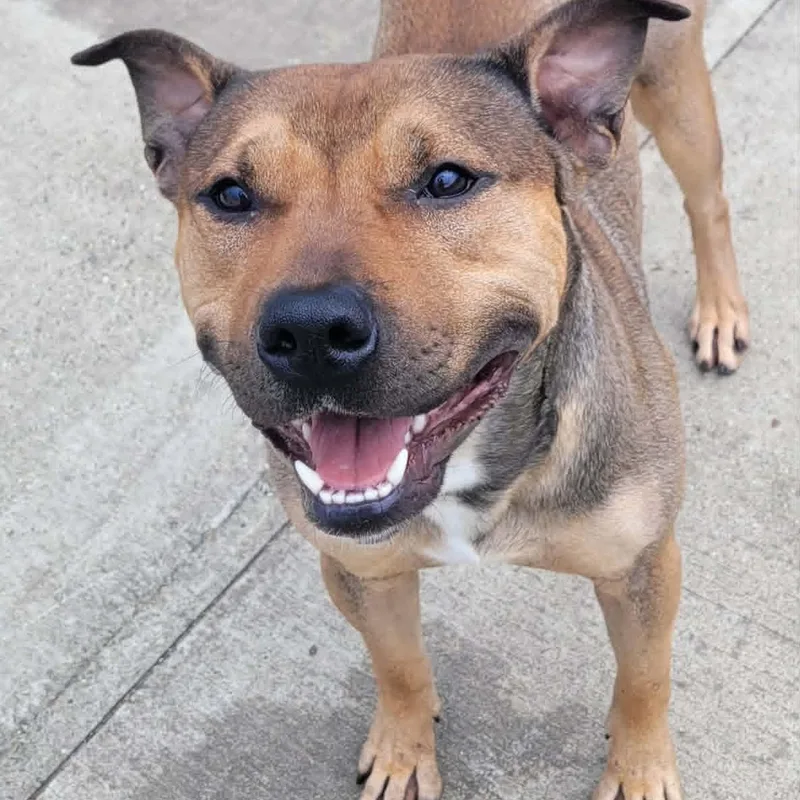 Harvey Very Handsome Boy thumbnail 5