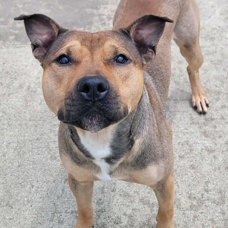 Harvey Very Handsome Boy thumbnail 6