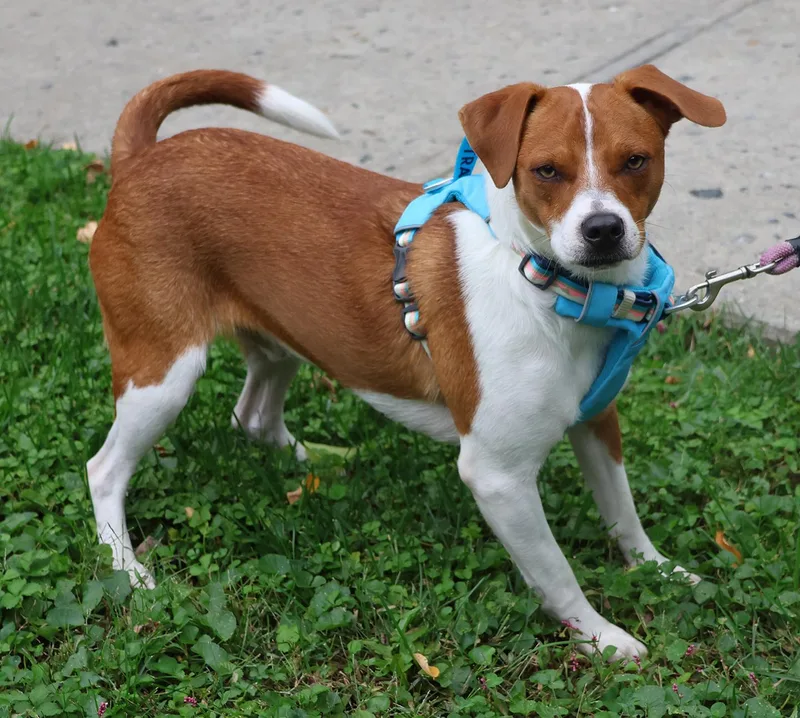 A young medium-sized male Red / Chestnut / Orange Beagle dog named Knox for adoption in Harrison, NY