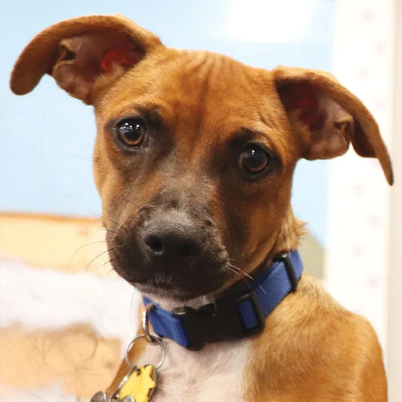 A young medium-sized male Mixed Breed dog named Milo for adoption in Port Washington, NY