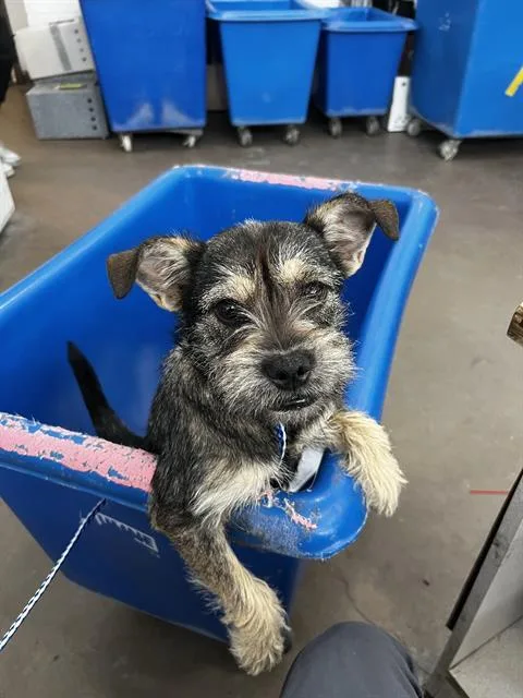 A young medium-sized female Mixed Breed dog named Rosemary for adoption in Dallas, TX