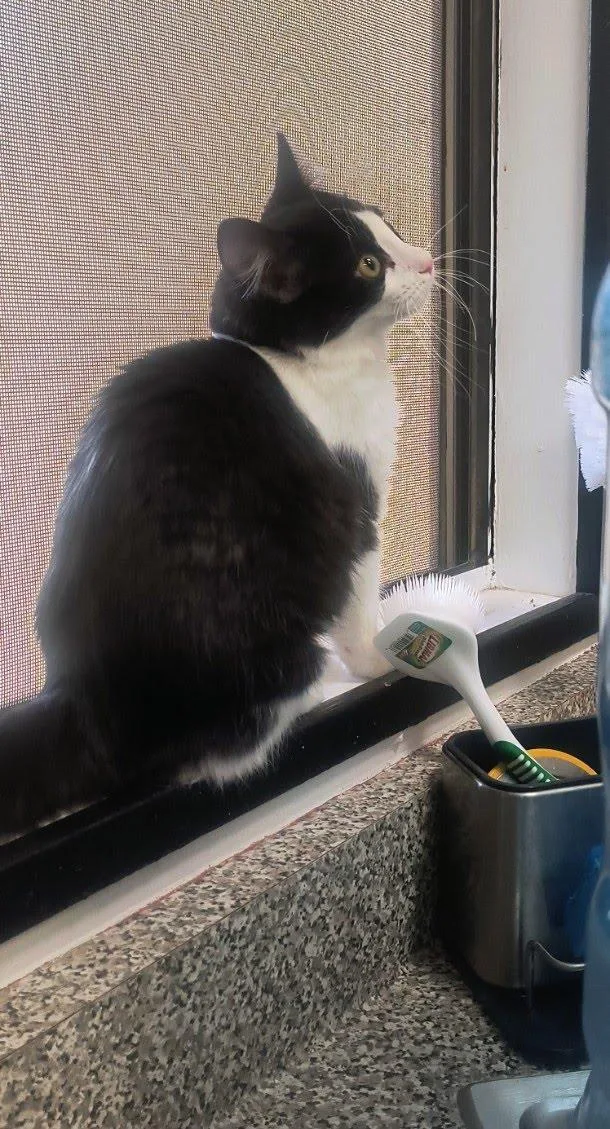 A baby small-sized female Domestic Medium Hair cat named Doodle Bug for adoption in Chandler, AZ