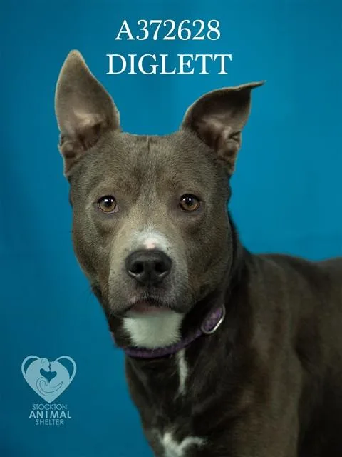A young medium-sized male Pit Bull Terrier dog named Diglett for adoption in Stockton, CA