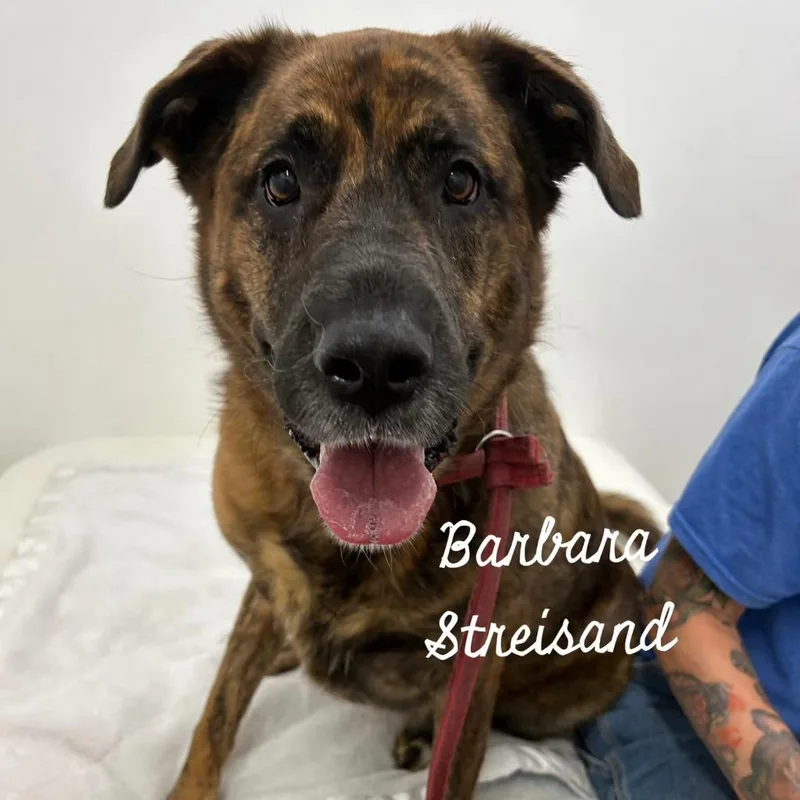 An adult extra large-sized female Mastiff dog named Barbra Streisand for adoption in Jacksonville, IL