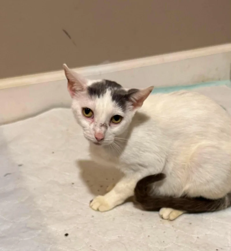 A young medium-sized female Gray & White Domestic Short Hair cat named Massey Ferguson for adoption in Minneapolis, MN