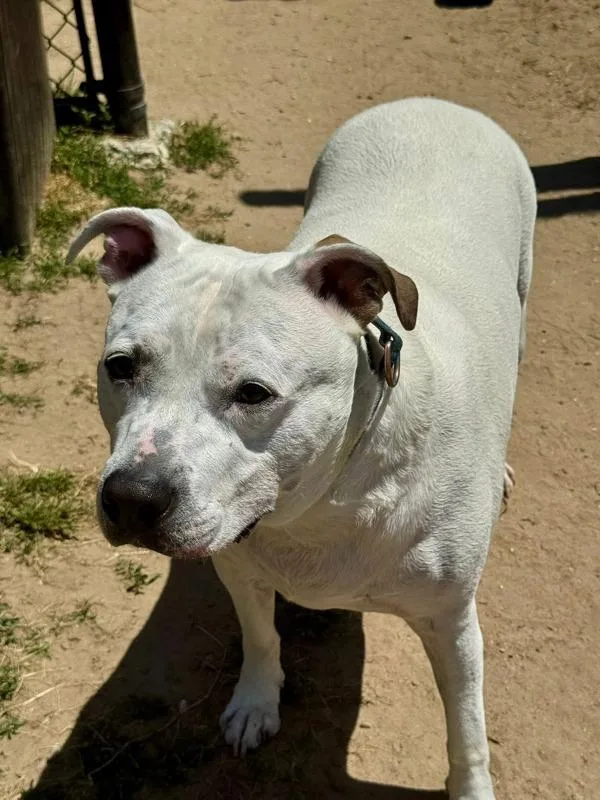 An adult large-sized male Pit Bull Terrier dog named Snowball for adoption in Millersville, MD