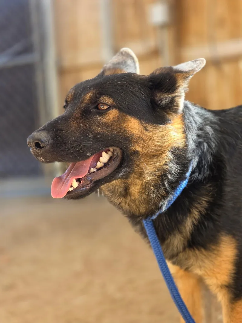 A young medium-sized male Black Border Collie dog named Antonio Banderas for adoption in Joshua Tree, CA