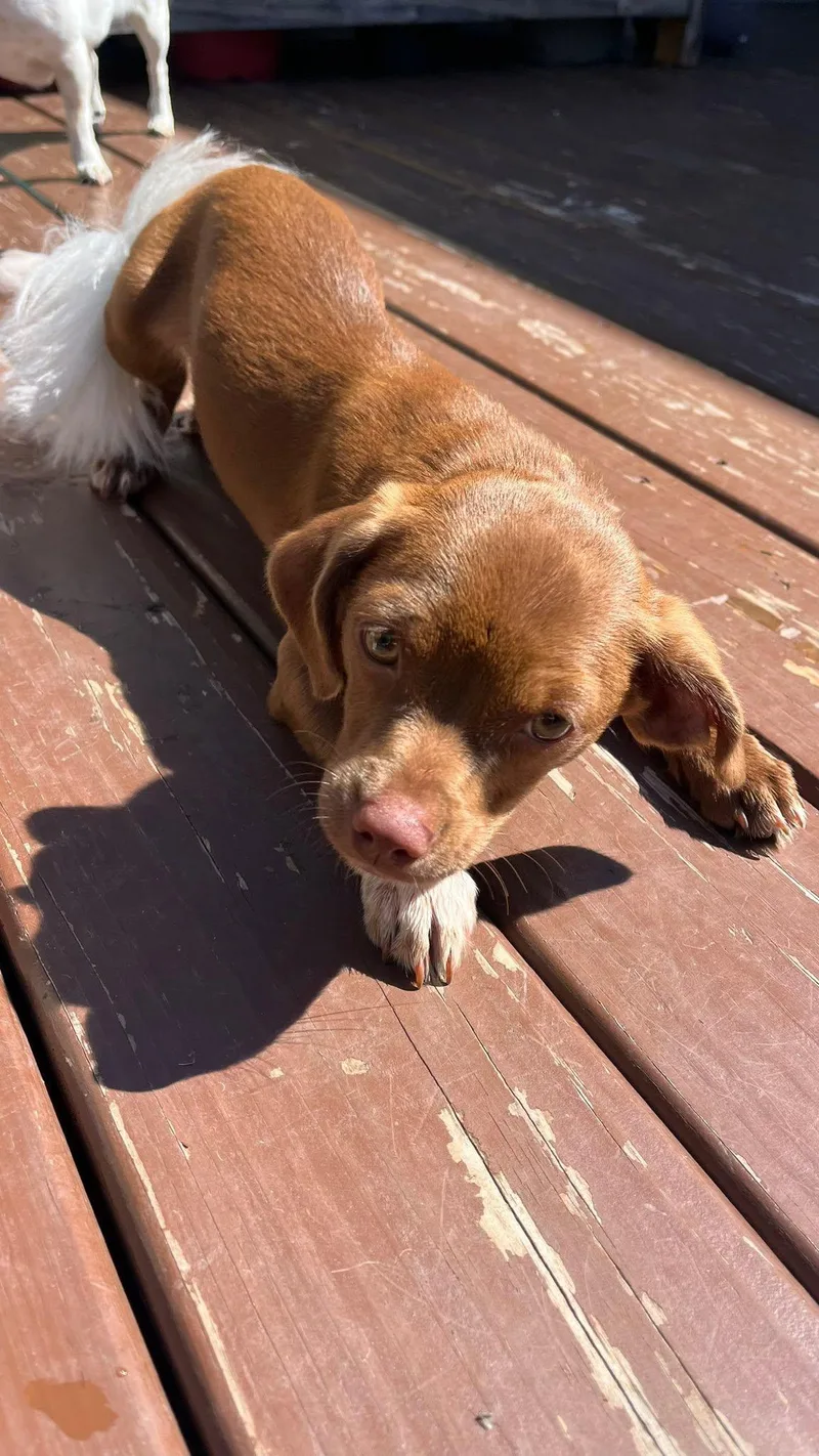 A baby small-sized female Brown / Chocolate Schnauzer dog named Cricket for adoption in New London, WI