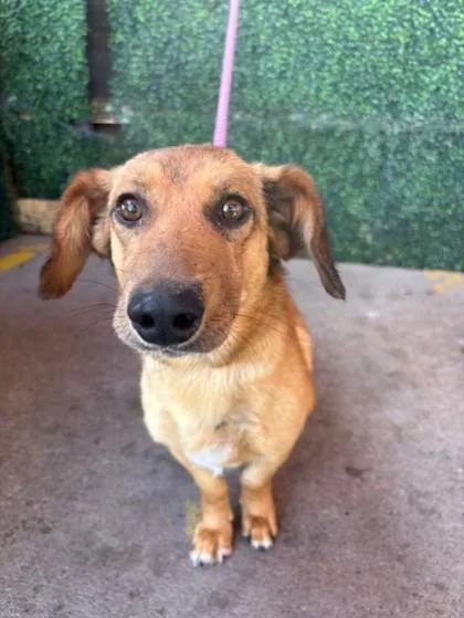 An adult large-sized male Brown / Chocolate Dachshund dog named 60761600 for adoption in El Paso, TX