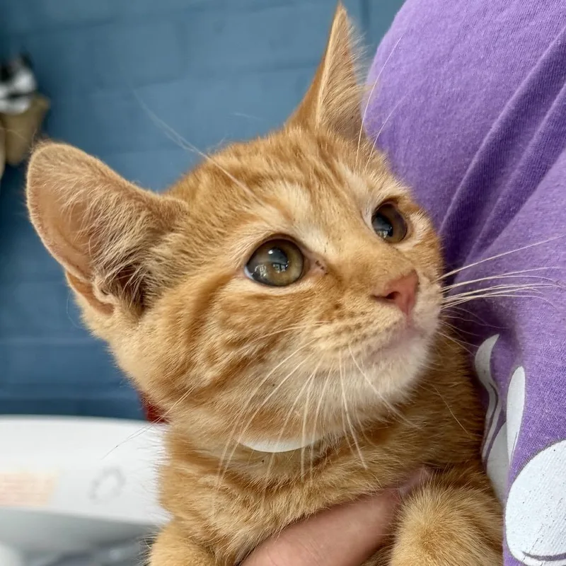 A baby small-sized female Orange / Red Domestic Medium Hair cat named Elizabeth Bowers for adoption in Woodstock, VA