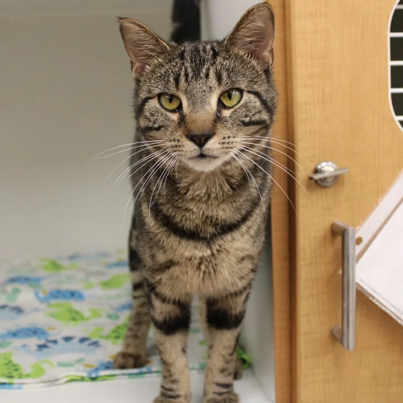 A young medium-sized female Brown / Chocolate Domestic Short Hair cat named Abracadabra for adoption in Champaign, IL