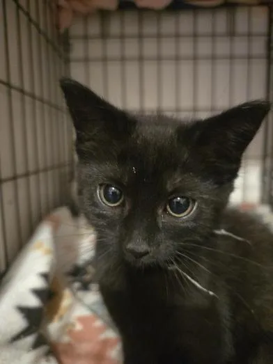 A baby small-sized male Black Domestic Short Hair cat named Gandalf for adoption in Liverpool, TX