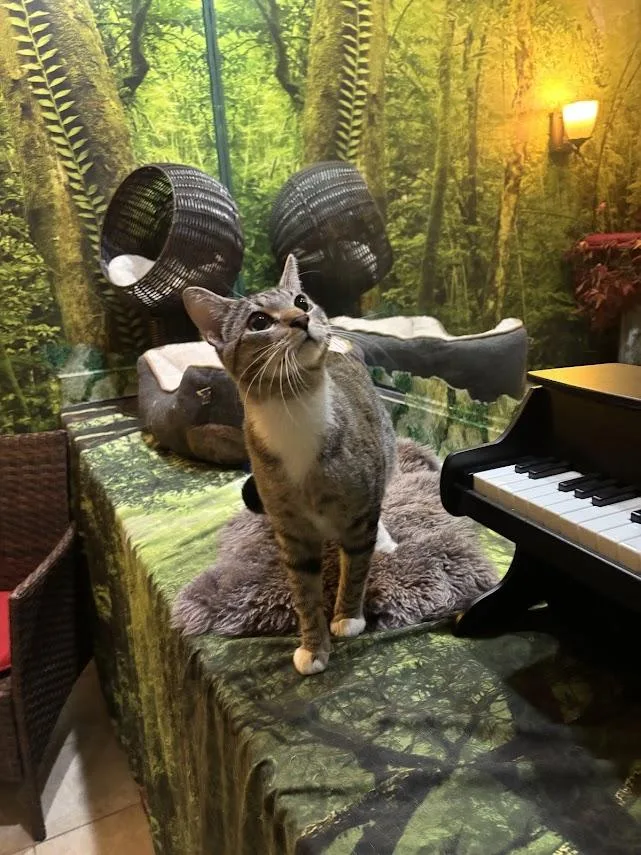 An adult large-sized male Tabby (Brown / Chocolate) Domestic Short Hair cat named Cassanova for adoption in The Colony, TX