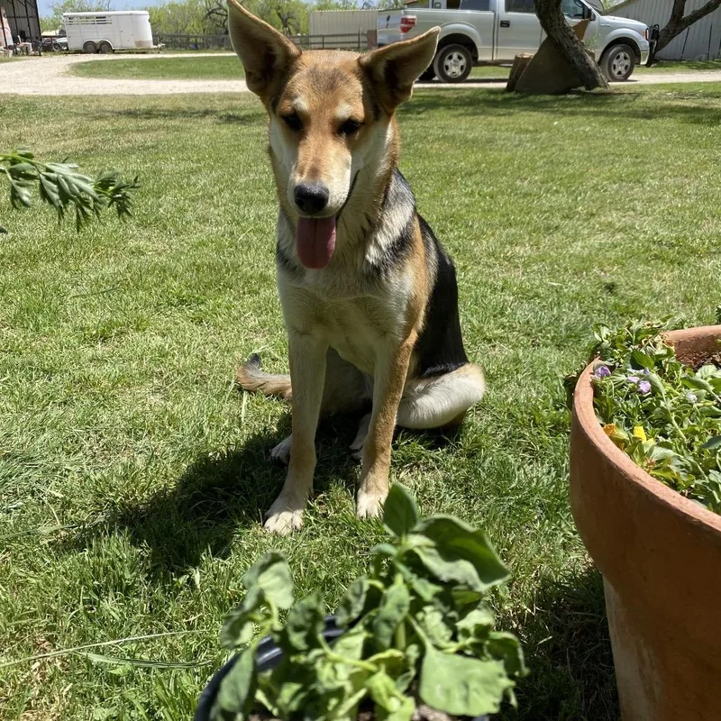 An adult medium-sized female Bicolor German Shepherd Dog dog named Puddles for adoption in Lockhart, TX