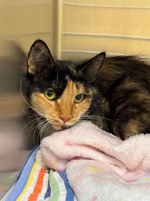 An adult small-sized female Domestic Short Hair cat named Cowgirl for adoption in Tustin, CA